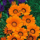 Treasure Flower Gazania Kiss Orange Ground Cover Plant 50 Seeds Fresh Seeds