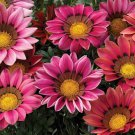 Treasure Flower Gazania Kiss Rose Ground Cover Plant 25 Seeds Fresh Seeds