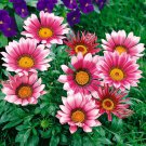 Treasure Flower Gazania Kiss Rose Ground Cover Plant 50 Seeds Fresh Seeds