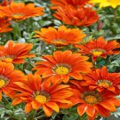 Treasure Flower Gazania Rigens Bronze Garden Flower Plant 200 Seeds Fresh Seeds