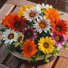 Treasure Flower Gazania Rigens Garden Flower Plant Mix 50 Seeds Fresh Seeds