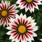 Treasure Flower Gazania Rose Stripe Ground Cover Plant 25 Seeds Fresh Seeds