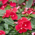 Upright Red Vinca Flower For Containers 25 Seeds Fresh Seeds