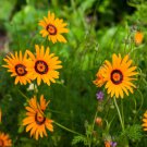 Ursinia Anthemoides Ursinia Flower 1000 Seeds Fresh Seeds