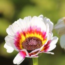 Venidium White Cape Daisy Flower 10000 Seeds Fresh Seeds