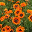 Venidium Orange Cape Daisy Flower 10000 Seeds Fresh Seeds