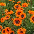 Venidium Orange Cape Daisy Flower 5000 Seeds Fresh Seeds