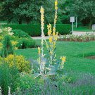 Verbascum Arctic Summer Silver Mullein Garden Flower Plant 500 Seedsd Fresh Seeds