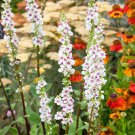 Verbascum Mullein Wedding Candles Garden Flower 2000 Seeds Fresh Seeds