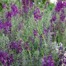 Verbascum Phoeniceum Violetta Mullein Garden Flower Plant 2000 Seeds Fresh Seeds