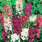 Verbascum Purple Mullein Flower 10000 Seeds Fresh Seeds
