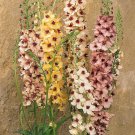Verbascum Southern Charm Flower Plant Mix Aka Ornamental Mullein 30 Seeds Fresh Seeds