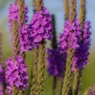 Verbena Hoary Vervain Garden Flower Plant 5000 Seeds Fresh Seeds