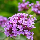 Verbena Purpletop Vervain Garden Flower Plant 5000 Seeds Fresh Seeds