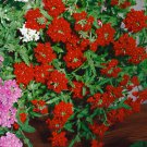 Verbena Verbena A Scarlet Ground Cover 2000 Seeds Fresh Seeds