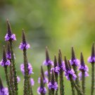 Verbena Blue Vervain Flower 10000 Seeds Fresh Seeds