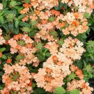 Verbena Verbena A Apricot Ground Cover 1000 Seeds Fresh Seeds