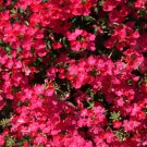 Verbena Verbena A Rose Ground Cover 2000 Seeds Fresh Seeds