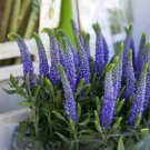 Veronica Spike Speedwell Flower 1000 Seeds Fresh Seeds