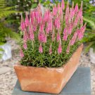 Veronica Spicata Pink Goblin Garden Spiked Speedwell Flower 200 Seeds Fresh Seeds