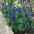 Veronica Teucrium Royal Blue Speedwell Garden Flower 2000 Seeds Fresh Seeds