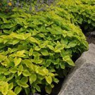 Versa Lime Coleus Large Foliage Plant 10 Seeds Fresh Seeds