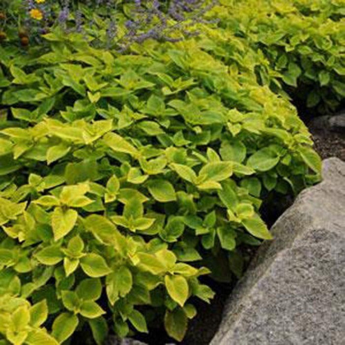 Versa Lime Coleus Large Foliage Plant 20 Seeds Fresh Seeds
