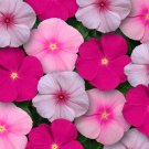 Vinca Flower Mixture Titan Bubble Gum 100 Seeds Fresh Seeds