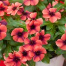 Vinca Papaya Flower For Baskets Containers 50 Seeds Fresh Seeds
