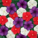 Vinca Periwinkle American Pie Ground Cover Plant Mix 50 Seeds Fresh Seeds