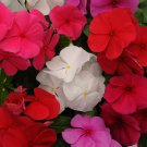 Vinca Periwinkle Clear Flower Mix Baskets Containers 100 Seeds Fresh Seeds