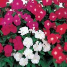 Vinca Periwinkle Plants Grown From Flower 100 Seeds Fresh Seeds