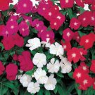 Vinca Periwinkle Plants Grown From Flower 200 Seeds Fresh Seeds