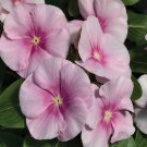 Vinca Vitalia Icy Pink Periwinkle Flower 200 Seeds Fresh Seeds