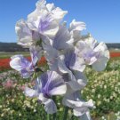 Vining Lathyrus Odoratus Bicolor Blue Ripple Sweet Peas 200 Seeds Fresh Seeds