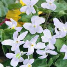 Viola Odorata Sweet Violet Reine De Neiges Flower 200 Seeds Fresh Seeds