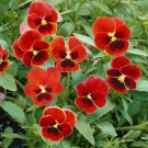 Viola Arkwright Ruby Viola Flower 1000 Seeds Fresh Seeds