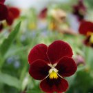 Viola Arkwright Ruby Viola Flower 2000 Seeds Fresh Seeds