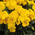 Viola Viola Yellow Perfection Flower 1000 Seeds Fresh Seeds