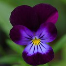 Viola King Henry Viola Flower 2000 Seeds Fresh Seeds