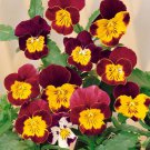 Viola Viola Bambini Mix Flower 2000 Seeds Fresh Seeds