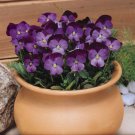 Viola Viola Cornuta Admiration Flower 1000 Seeds Fresh Seeds