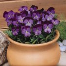 Viola Viola Cornuta Admiration Flower 2000 Seeds Fresh Seeds
