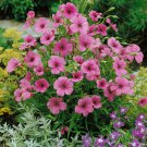 Viscaria Viscaria Rose Angel Flower 5000 Seeds Fresh Seeds