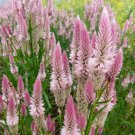Wheat Celosia Celosia Spicata Flamingo Feather Flower 2000 Seeds Fresh Seeds