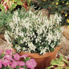 White Angelonia Heat Tolerant Flowers 15 Seeds Fresh Seeds