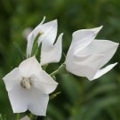 White Balloon Flower Platycodon Grandiflorus Flower 1000 Seeds Fresh Seeds