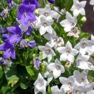 White Balloon Flower Platycodon Grandiflorus Flower 2000 Seeds Fresh Seeds