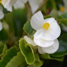 White Begonia Wax Begonia Semperflorens Flower 10000 Seeds Fresh Seeds