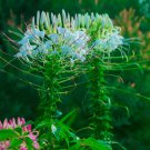 White Cleome Flower Spider Flower 2000 Seeds Fresh Seeds